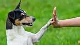 H4P formation canine Bretignolles-sur-Mer