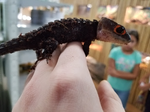 Pet Store «Everything Pet», reviews and photos, 3616 N Fry Rd, Katy, TX 77449, USA