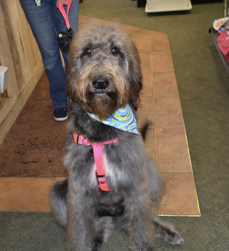 Pet Supply Store «The Natural Pet Enrichment Center», reviews and photos, 6720 Royalton Rd, North Royalton, OH 44133, USA