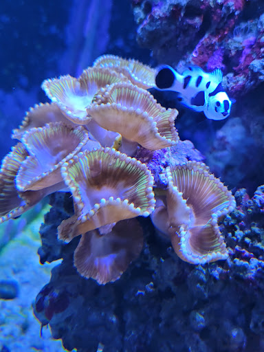 Aquarium «Marine EXTREMES», reviews and photos, 6257 E 21st St N, Wichita, KS 67208, USA