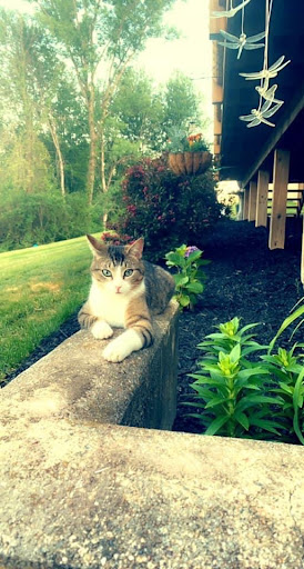 Insurance Agency «Chris Lerchen - State Farm Insurance Agent», reviews and photos