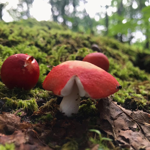 Nature Preserve «Tom S Cooperrider-Kent Bog State Nature Preserve», reviews and photos, 1028 Meloy Rd, Kent, OH 44240, USA