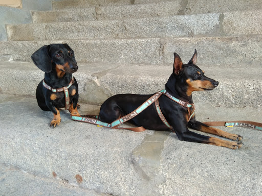 Clínica Veterinaria San Lazaro en Sevilla