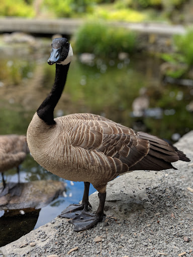 Golf Course «Eastmoreland Golf Course», reviews and photos, 2425 SE Bybee Blvd, Portland, OR 97202, USA