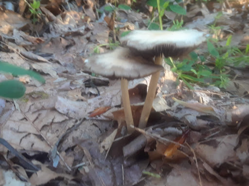 Golf Course «Riverside Disc Golf Course», reviews and photos, 7926 Riverside Rd E, Sumner, WA 98390, USA