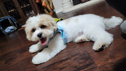 Its Raining Dogs Dog Rescue