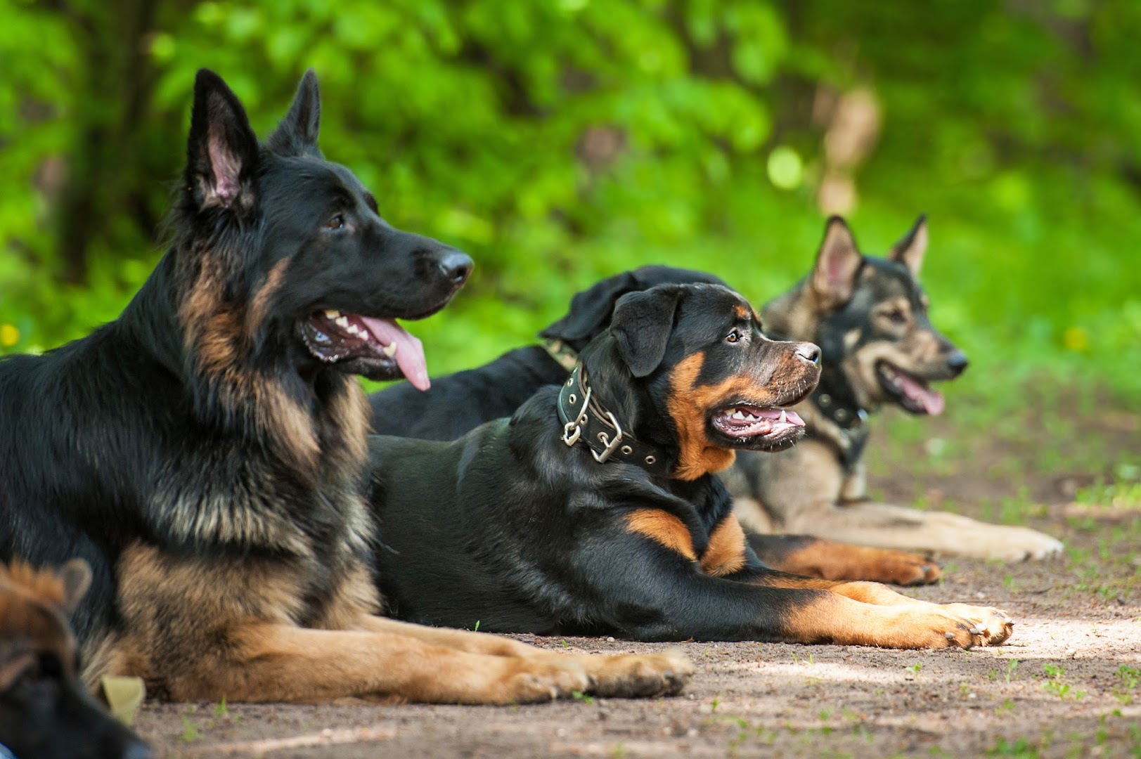 Canine Connection Training