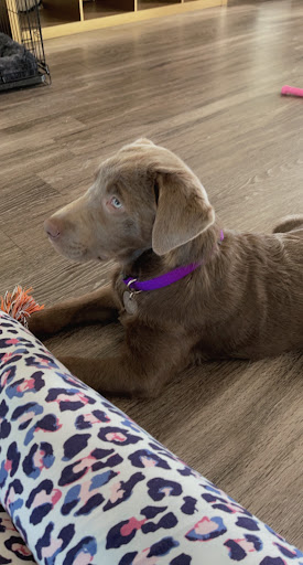 Pet Store «Pet City Pet Shops», reviews and photos, 750 Citadel Dr N # 2092, Colorado Springs, CO 80909, USA