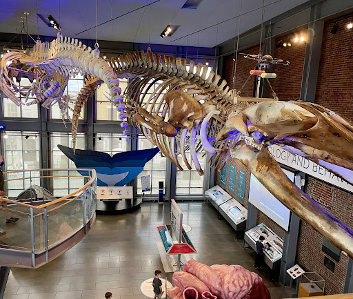 Museum «New Bedford Whaling Museum», reviews and photos, 18 Johnny Cake Hill, New Bedford, MA 02740, USA