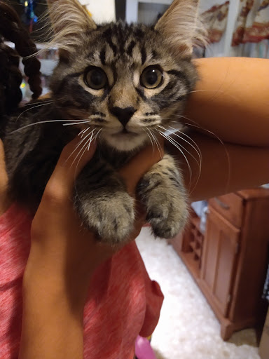 Pet Supply Store «Pet Club Santa Rosa», reviews and photos, 1935 Santa Rosa Ave, Santa Rosa, CA 95407, USA