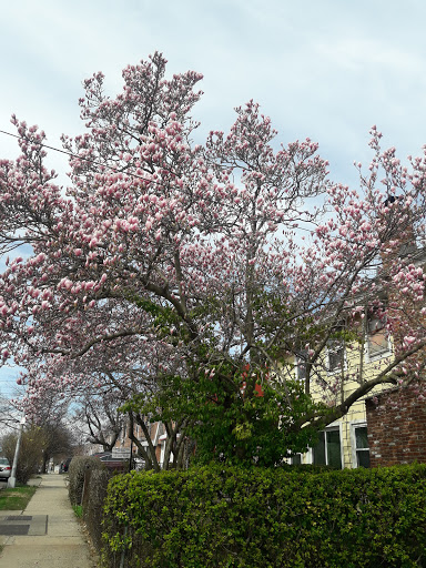 Park «Doughboy Park», reviews and photos, Woodside Ave, Woodside, NY 11377, USA