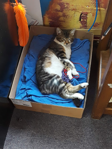 Art Supply Store «Artist & Craftsman Supply Miami», reviews and photos, 701 NW 27th Ave, Miami, FL 33125, USA