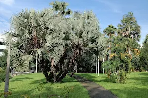 Palm Park image