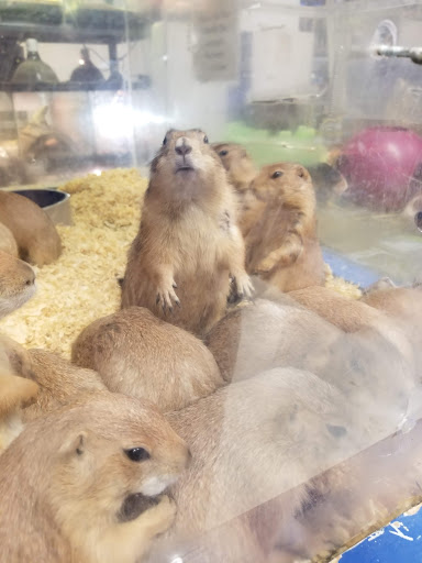 Pet Store «Animal Ark», reviews and photos, 2730 Brookdale Dr, Kingwood, TX 77339, USA