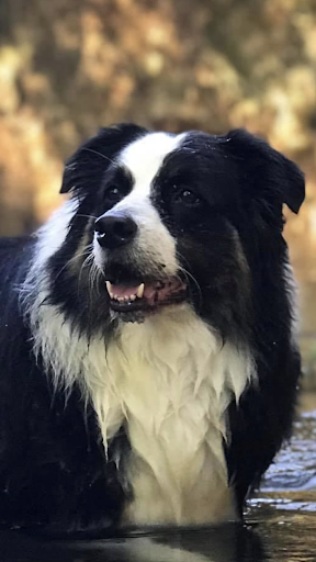 Animal House Veterinary Clinic image