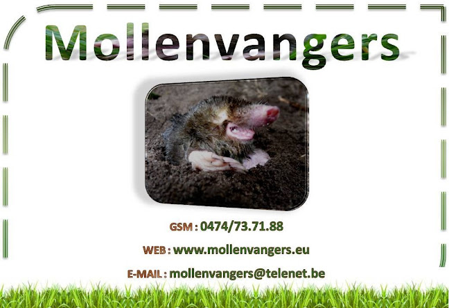 Beoordelingen van mollenvanger in Bergen - Ander