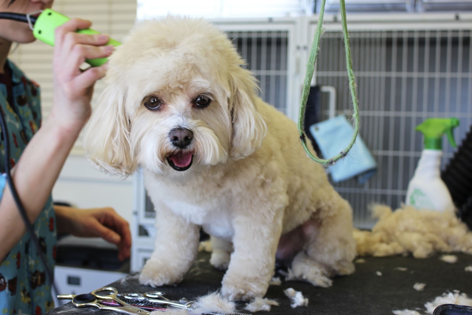 A Cut Above Pet Grooming