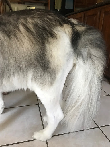 Pet Supply Store «PetSmart», reviews and photos, 11833 Dallas Pkwy, Frisco, TX 75033, USA