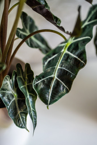 Florist «Pollen», reviews and photos, 2918 N Milwaukee Ave, Chicago, IL 60618, USA