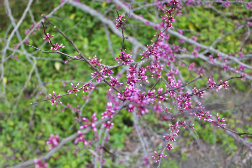 Park «Forney Community Park», reviews and photos, 241 S Farm to Market 548, Forney, TX 75126, USA