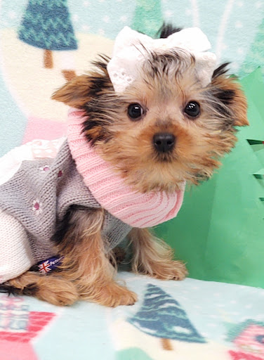 Pet Store «Four Paws and a Tail», reviews and photos, 120 Northtown Dr, Blaine, MN 55434, USA