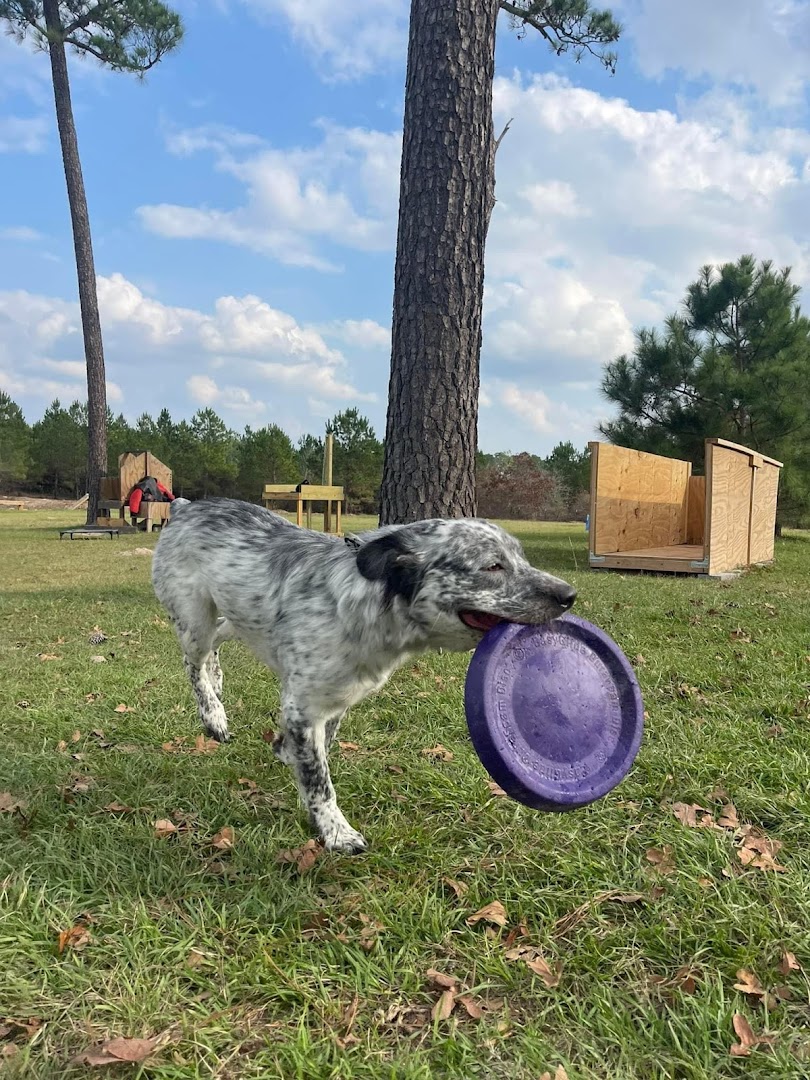 Austin Dog Training Pros