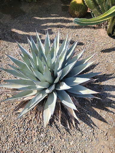 Coffee Shop «The Coffee Shop», reviews and photos, 3000 E Ray Rd, Gilbert, AZ 85296, USA