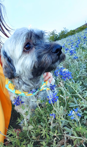 Park «Cottonwood Park», reviews and photos, 4051 N Story Rd, Irving, TX 75038, USA