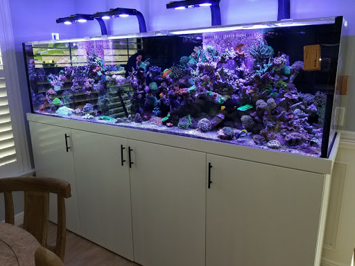 Tropical Fish Store «Blue Earth Corals & Aquariums», reviews and photos, 5791 Desoto Rd, Lake Worth, FL 33463, USA