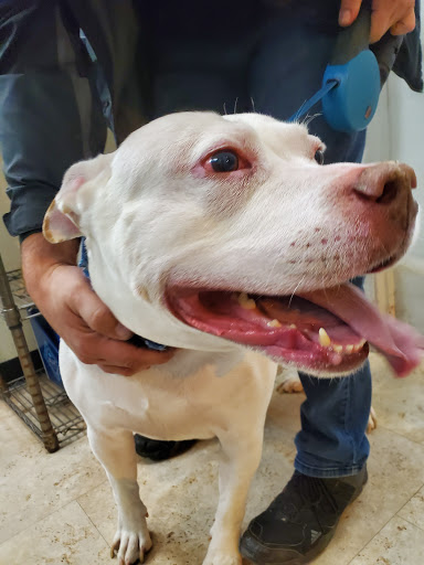 Pet Supply Store «Petco Animal Supplies», reviews and photos, 188 Kitts Ln, Newington, CT 06111, USA