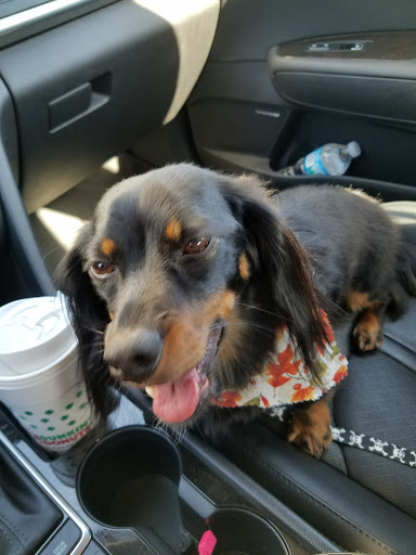 Pet Groomer «Hair Of The Dog», reviews and photos, 10850 W Laraway Rd STE 3E, Frankfort, IL 60423, USA