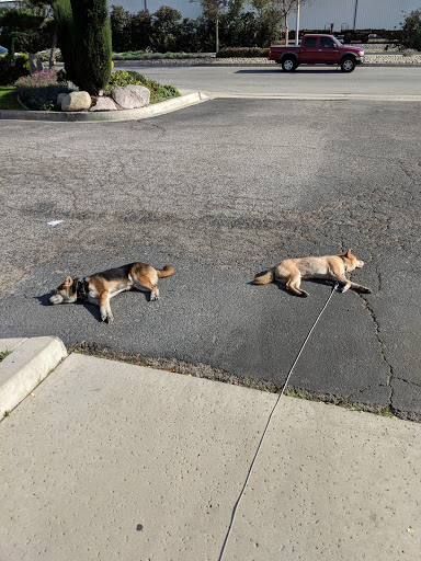 Pet Supply Store «Friends Fur-Ever Pet Food & Supplies», reviews and photos, 20813 Valley Blvd, Walnut, CA 91789, USA