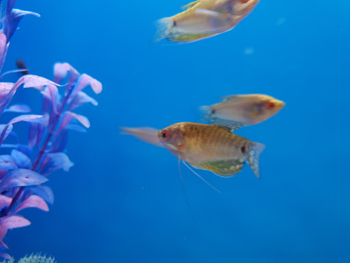 Pet Supply Store «PetSmart», reviews and photos, 1276 Carmia Way, Richmond, VA 23235, USA