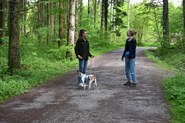 Rezensionen über Hundeschule EddA - Individuelles Hundetraining in Zug - Hundeschule
