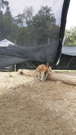 Zoo «Florida International Teaching Zoo», reviews and photos, 7725 FL-48, Bushnell, FL 33513, USA