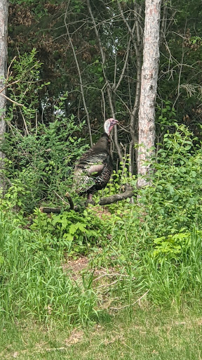 Golf Course «Inver Wood Golf Course», reviews and photos, 1850 70th St E, Inver Grove Heights, MN 55077, USA