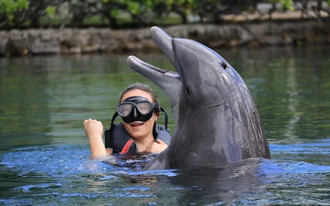 Dolphin Quest image