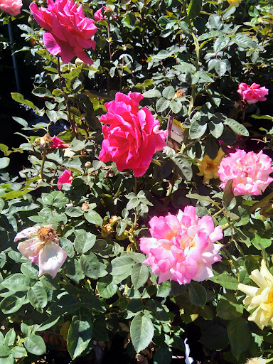 Home Improvement Store «The Home Depot», reviews and photos, 480 E Hamilton Ave, Campbell, CA 95008, USA