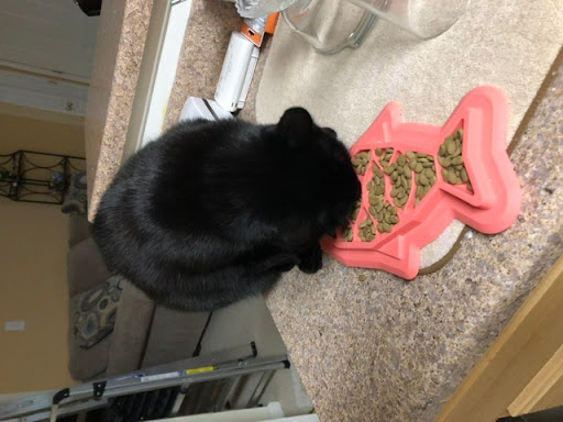 Pet Supply Store «PetSmart», reviews and photos, 3500 IN-38, Lafayette, IN 47905, USA