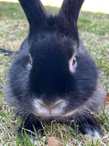 Pet Supply Store «Friend Lee Pets», reviews and photos, 40 Concord Rd, Lee, NH 03861, USA