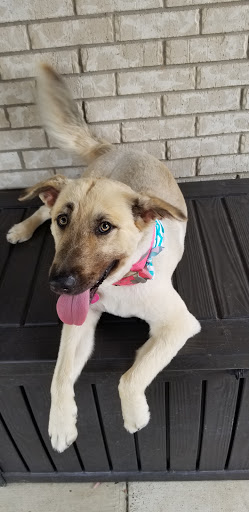 Pet Supply Store «Petco Animal Supplies», reviews and photos, 2450 Monarch Dr #105, Laredo, TX 78045, USA