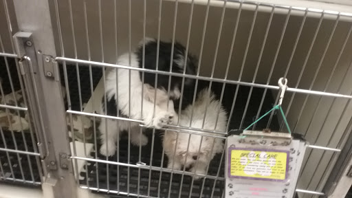 Pet Store «Just Puppies Inc», reviews and photos, 1028 York Rd, Towson, MD 21204, USA