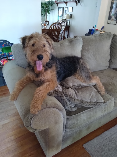 Pet Supply Store «All About Dogs & Cats LLC», reviews and photos, 1429 S Glenstone Ave, Springfield, MO 65804, USA