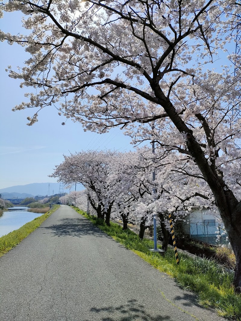 金生川桜並木