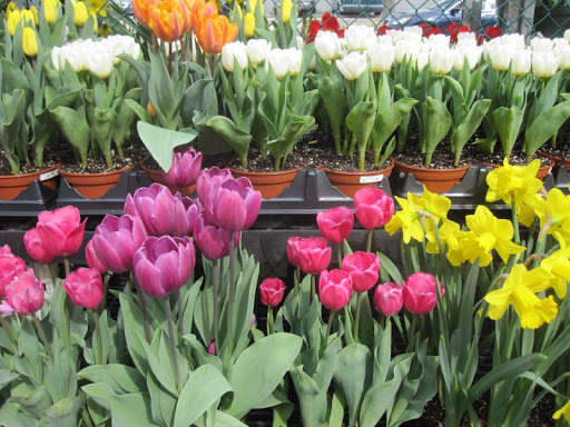 Garden Center «Westminster Nursery & Florist», reviews and photos, 30 Westminster Rd, West Hempstead, NY 11552, USA