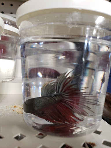 Pet Store «Fish Bowl», reviews and photos, 2117 E Race Ave, Searcy, AR 72143, USA
