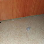 Photo n°1 de l'avis de Rocco.a fait le 12/09/2021 à 16:14 sur le  Albergo Giardino à Desio