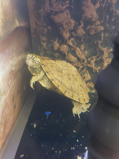 Pet Supply Store «Petco Animal Supplies», reviews and photos, 420 El Cerrito Plaza, El Cerrito, CA 94530, USA