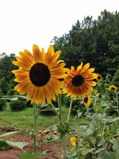 Christmas Tree Farm «Sleepy Hollow Farm & Escape Woods», reviews and photos, 628 Sleepy Hollow Rd, Powder Springs, GA 30127, USA