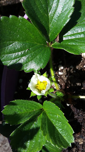 Book Store «Pipe & Thimble Bookstore», reviews and photos, 24830 Narbonne Ave, Lomita, CA 90717, USA